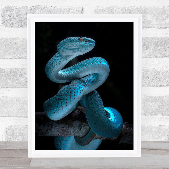 Blue Viper Full Awareness Animals Reptile Snake Dark Wall Art Print