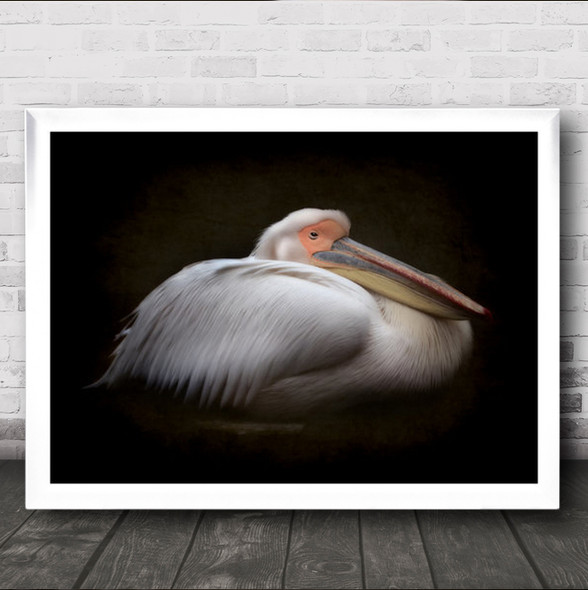 Half Asleep Pelican Bird White Animal Black Portrait Wall Art Print