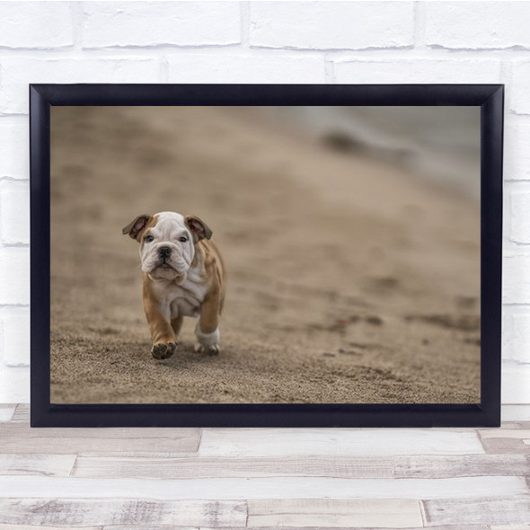 It Is A Big, Big World Puppy Bulldog Walking On Sand Wall Art Print