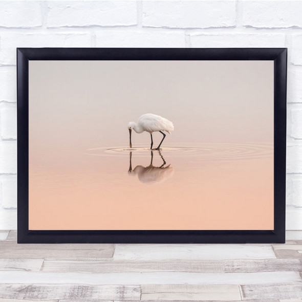 Spoonbill Feeding Nature Wildlife Birds Animals Pink Wall Art Print