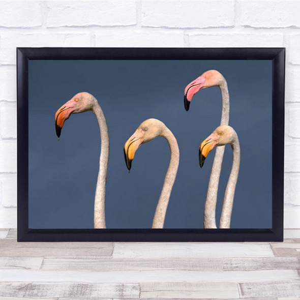 Flamingos Close Up Flamingo Bird Camarga Dela Delta Wall Art Print