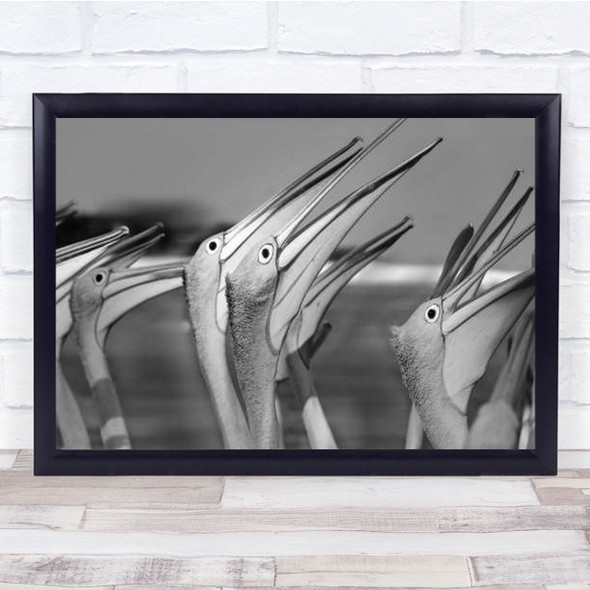 Flock Of Pelicans Looking Close Up Black And White Wall Art Print