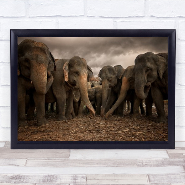 Sri Lankan Elephants Elephant Animals Trunk Eating Wall Art Print
