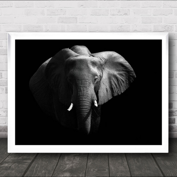 Elephant Elephants Animal Animals Dark Background Wall Art Print