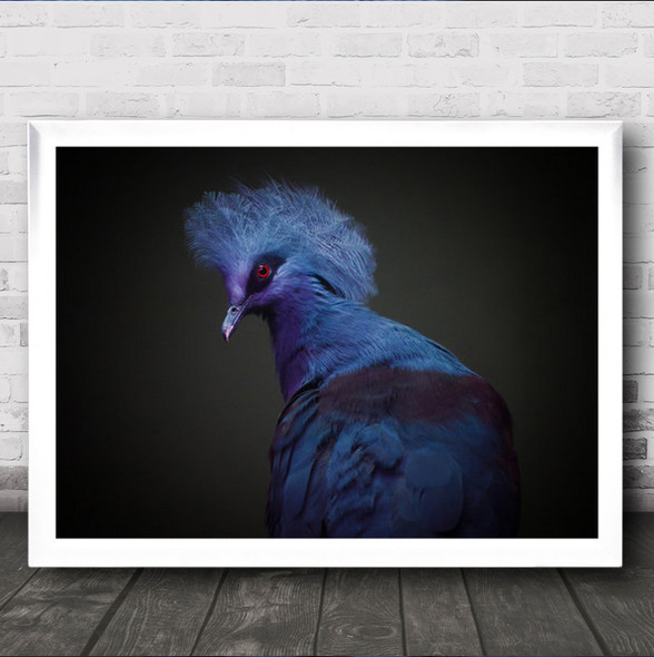 Goura Victoria Bird Purple Eye Studio Red Animals Wall Art Print