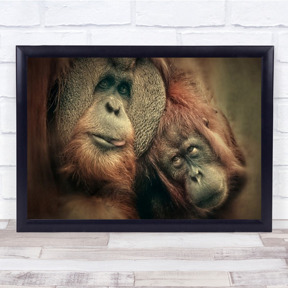 Orangutan Animals Monkeys Wildlife Wild Eyes Nose Wall Art Print