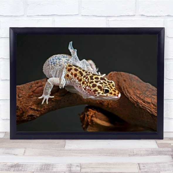 Shedding Lizard Reptile Gecko Animal Animals Shed Wall Art Print