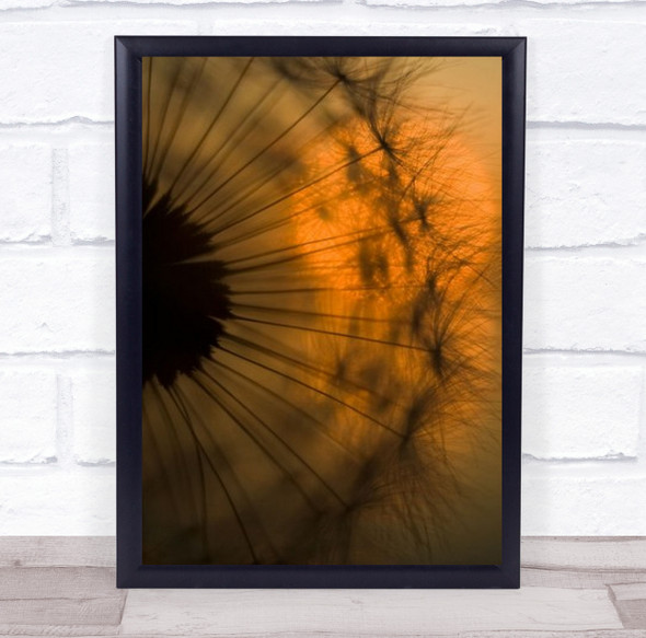 Sunset Dandelion Macro Abcoude Downy Tuft Feather Wall Art Print