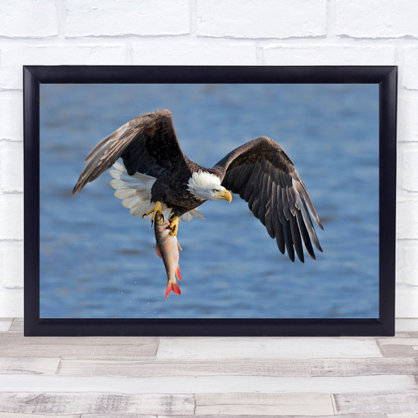 Bald Eagle Catching A Big Fish Mississippi River Wall Art Print