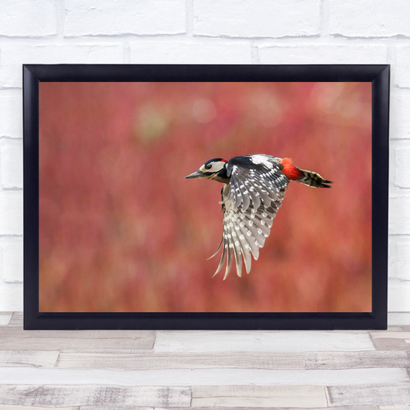 Red Fly Wildlife Wild Animal Animals Nature Bird Wall Art Print