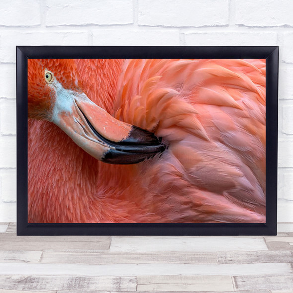 Flamingo Close Up Animal Bird Pink Beak Feather Wall Art Print