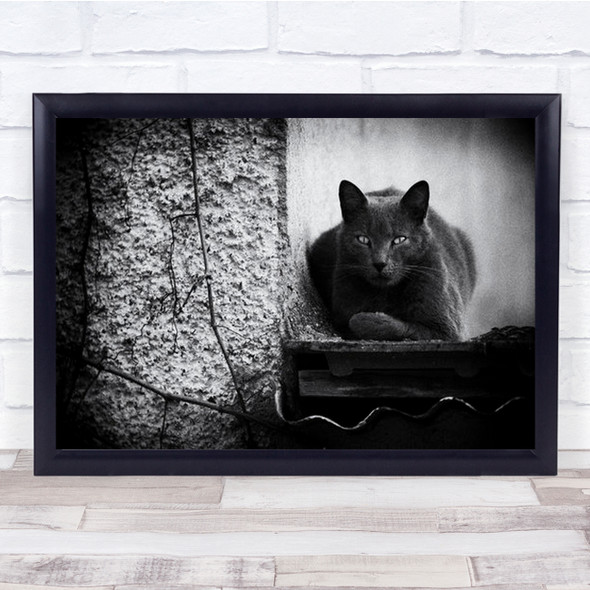 Shava Black Cat Relaxing Next To Tree And White Wall Art Print