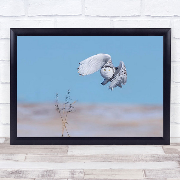 Snowy Owl Birds Wildlife Flying Flapping Wings Wall Art Print