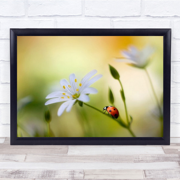 Summer Beauties White Flower And Lady Bird Bug Wall Art Print