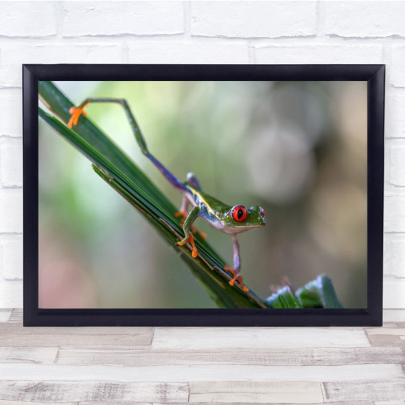 Agalychnis Callidryas 3 Costarica Little Frog Wall Art Print