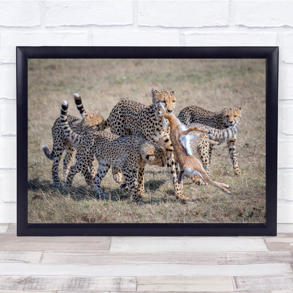 Cheetah Hunting Wildlife Animals Africa Kenya Wall Art Print