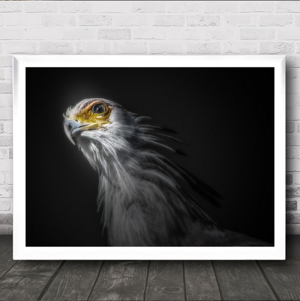 Secretary Bird Curious Close Up No Background Wall Art Print