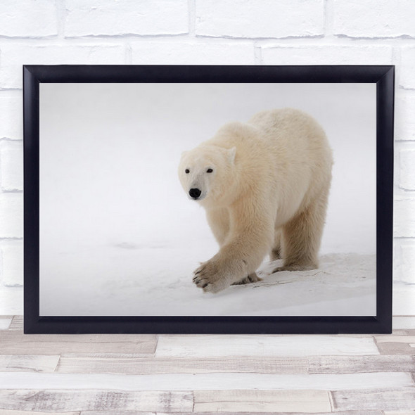 Close To Me Polar Bear Walking In Snow Alone Wall Art Print