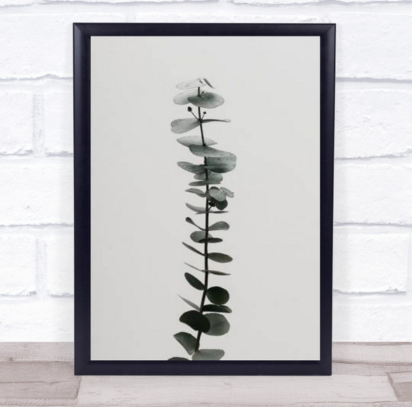 Eucalyptus Natural 02 Botanical Plant Studio Wall Art Print