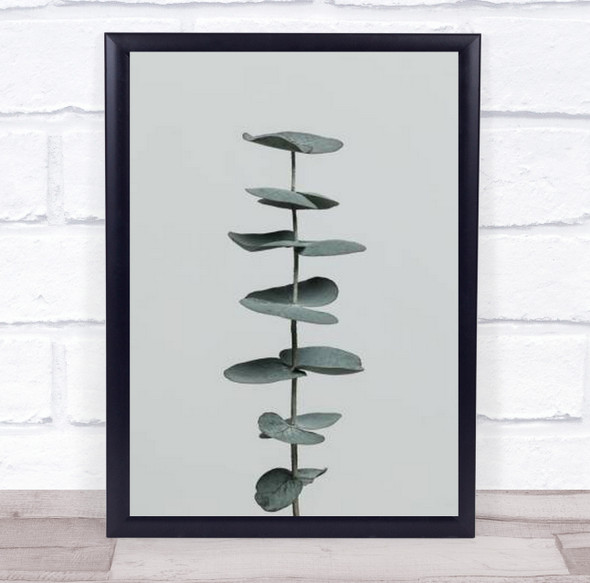 Eucalyptus Natural 09 Botanical Plant Studio Wall Art Print