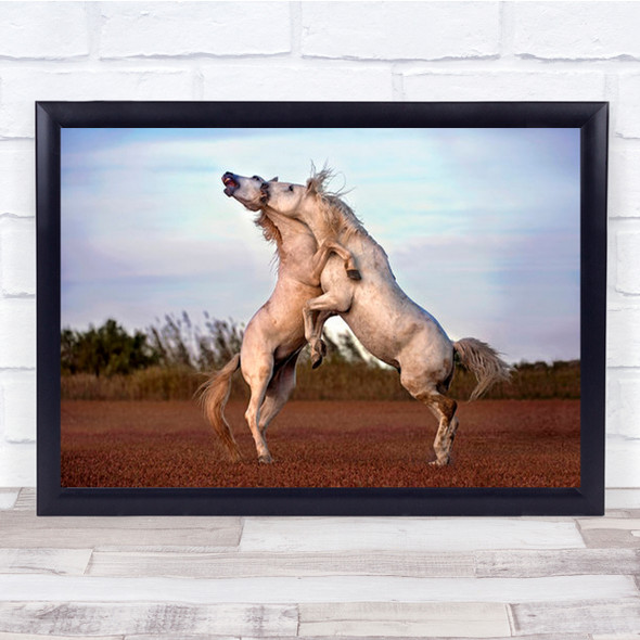Horses Fighting Camargue Animals Horse Fight Wall Art Print