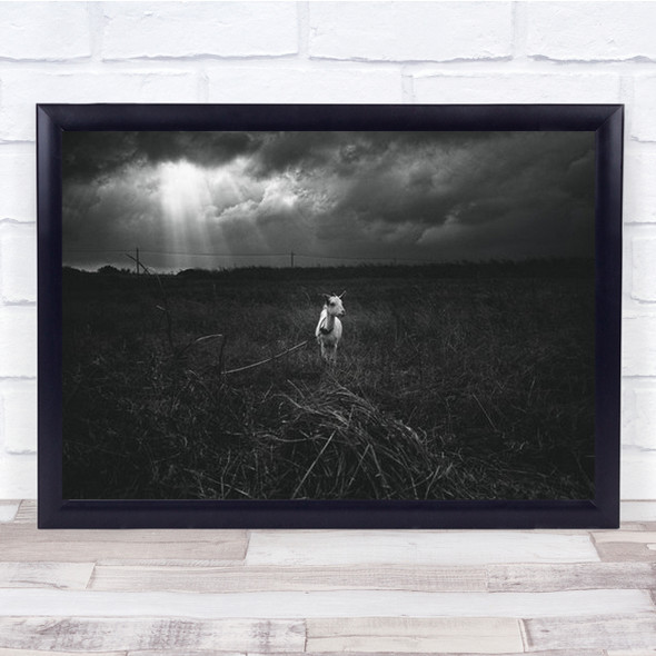 Lamb In The Middle Of Field On Lead Sun Rays Wall Art Print