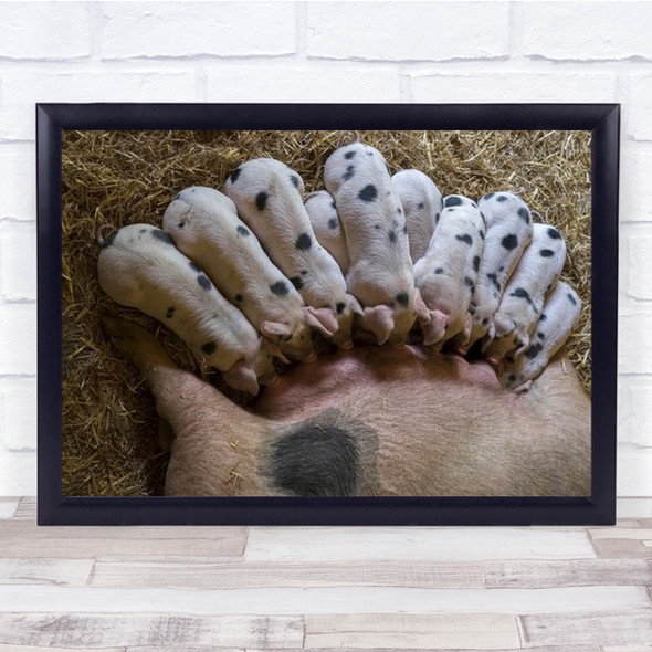 Close Up Mother Pig Feeding All Her Piglets Wall Art Print