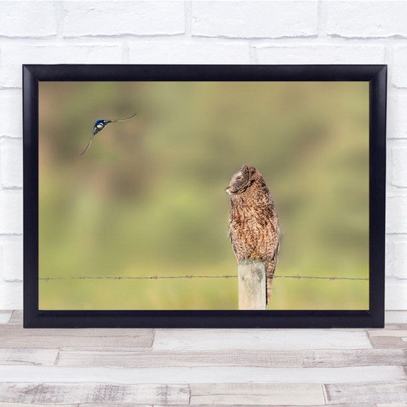 Owl Perched On Fence Looking At Flying Bird Wall Art Print