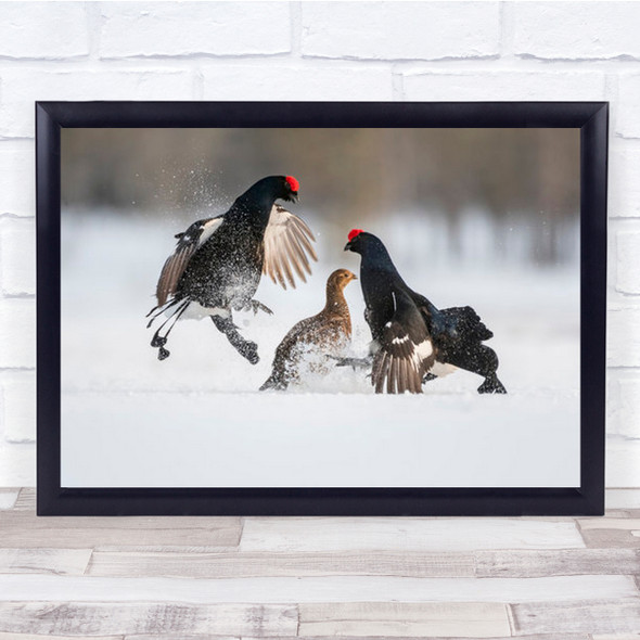 The Object Of Dispute Multiple Exotic Birds Wall Art Print