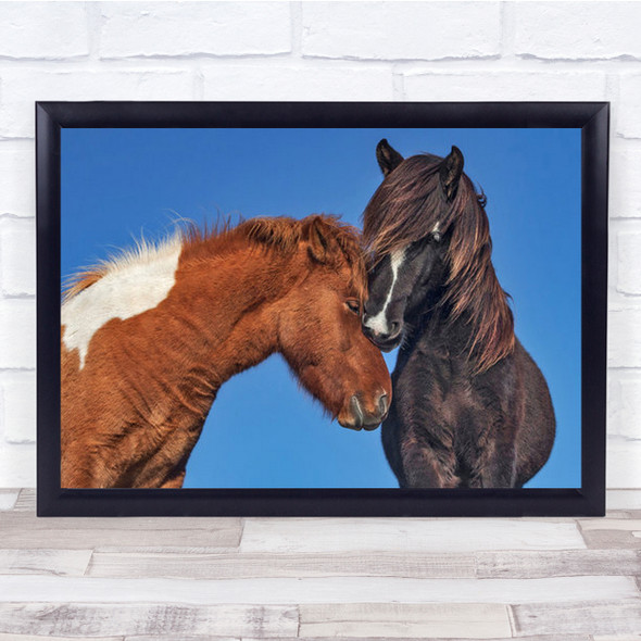 Treat Animal Animals Icelandic Horse Horses Wall Art Print