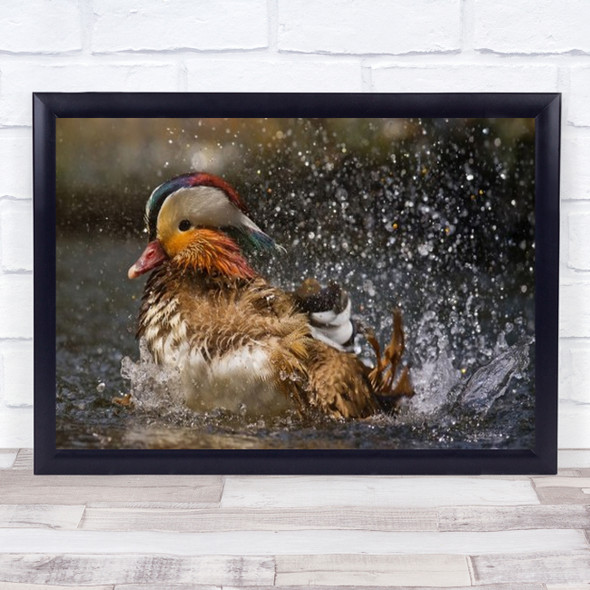 Mandarin Duck Bird Wet Splash Spray Action Wall Art Print