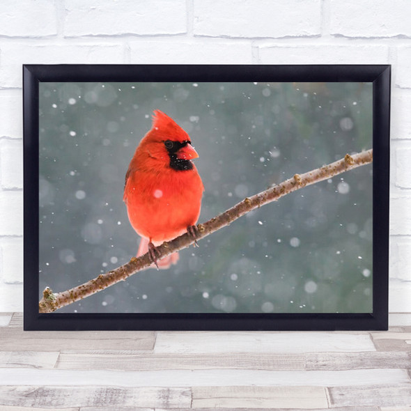 Mr Cardinal In The Snow Red Bird On Branch Wall Art Print