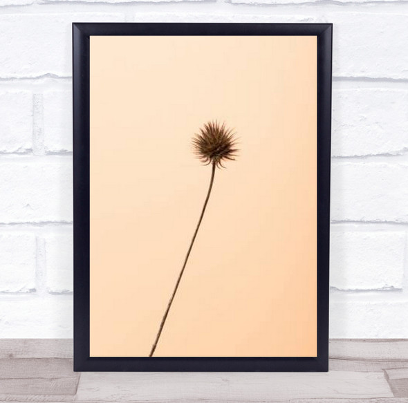 Thistle Peach Grass Dried Botanical Studio Wall Art Print