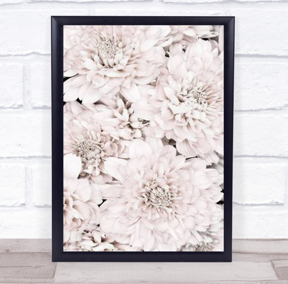 Chrysanthemum No 07 Flowers Flower Studio Wall Art Print