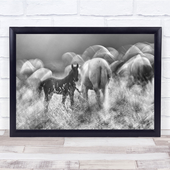 Black And White Horses Together In Field Wall Art Print