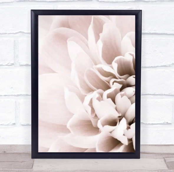 Chrysanthemum No 02 Flower Floral Studio Wall Art Print