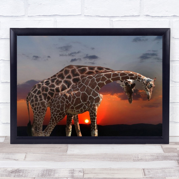 Couple Of Giraffe Animals Animal Captive Wall Art Print