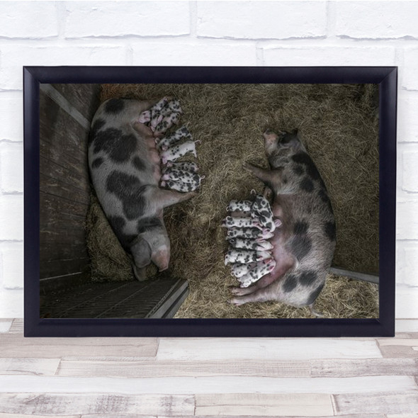 Feeding The Kids Pigs Laying And Piglets Wall Art Print