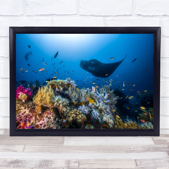Manta Reef On The Indonesia Coral Corals Wall Art Print