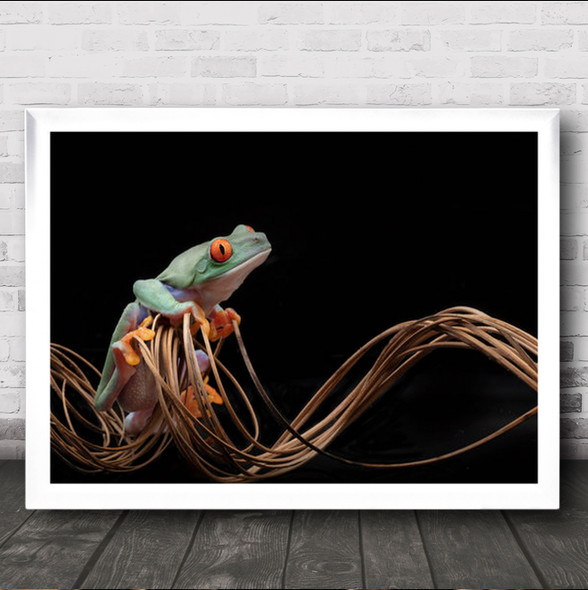 Red Eyed Tree Frog Amphibian Twine Frogs Wall Art Print