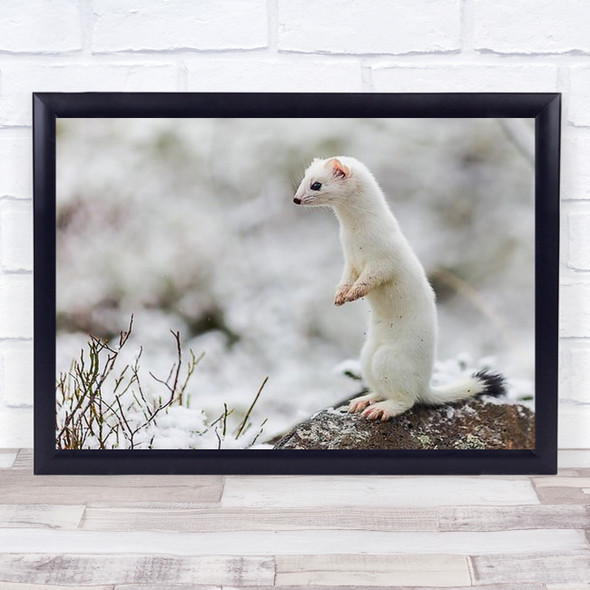 Mouse Hunter Ermine Hunting Winter Snow Wall Art Print