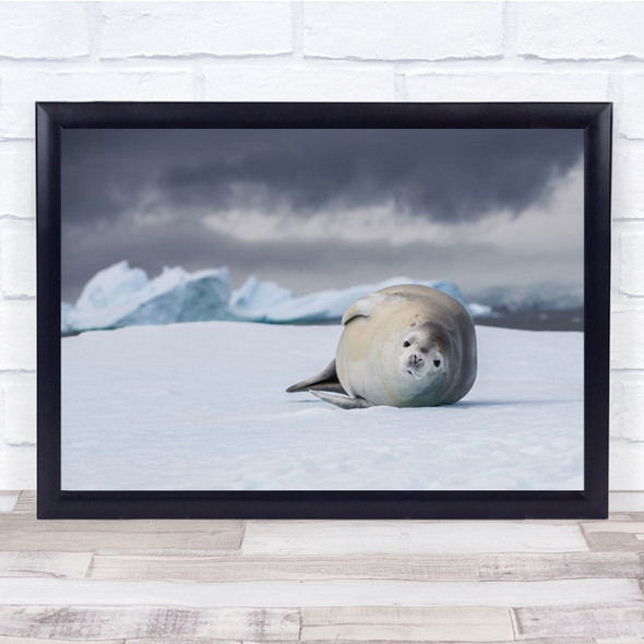 Who Are You Bro Fat Seal Lying In Snow Wall Art Print