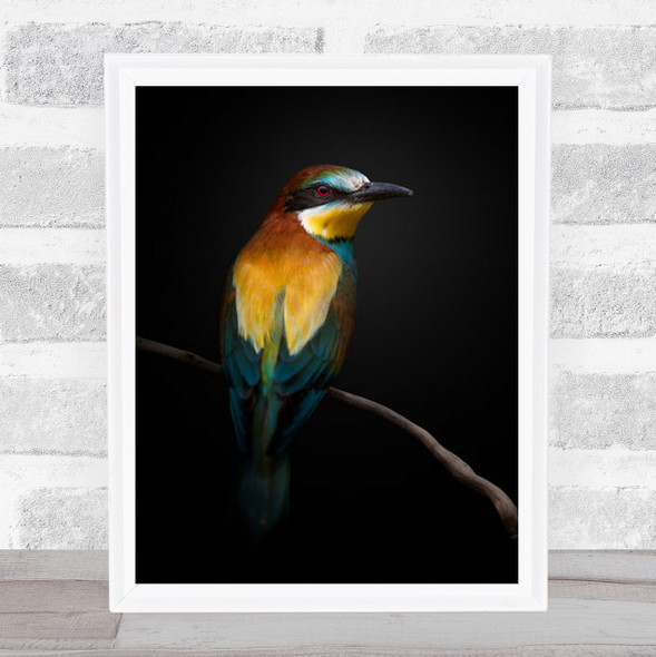 Animal Bird Colorful Perched Feathers Wall Art Print