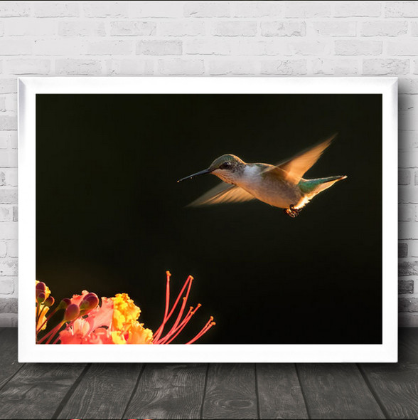 Hummingbird Flying To Land On Flower Wall Art Print