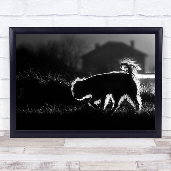 Silhouette Of Dog In Garden Sun Glow Wall Art Print