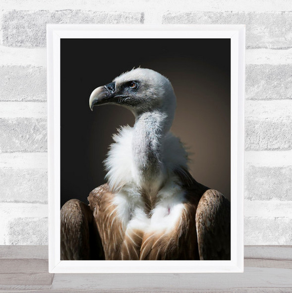 The Look Animal Bird Griffon Vulture Wall Art Print