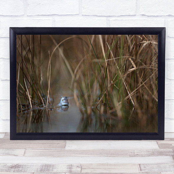 Two Frogs Frog Moor Spring Male Blue Wall Art Print