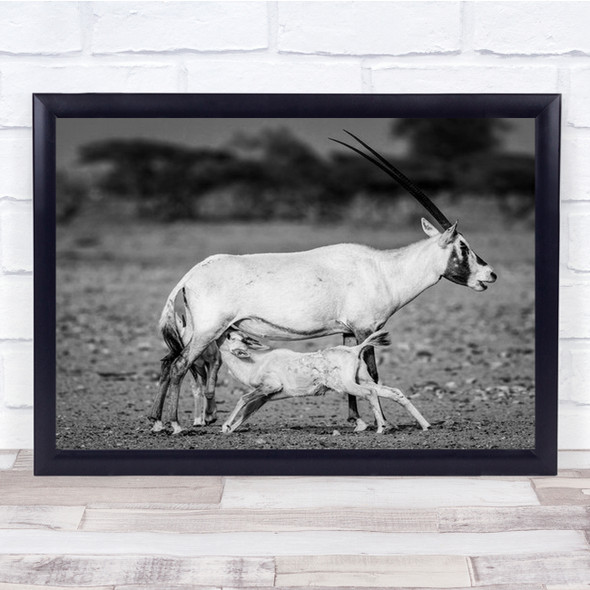 Arabian Oryx Goat With Baby Feeding Wall Art Print