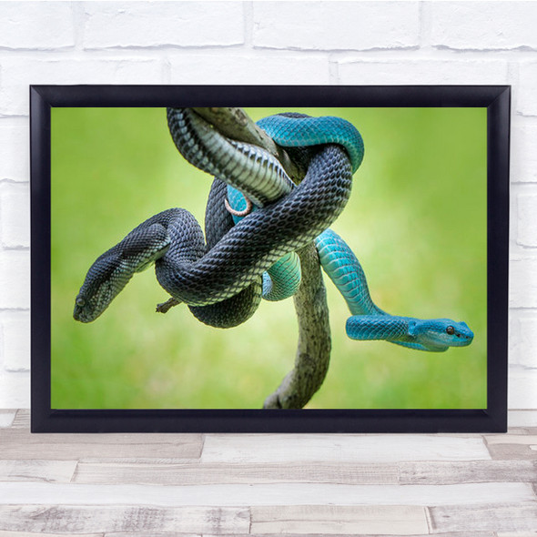 Black And Blue Snakes Coil Together Wall Art Print