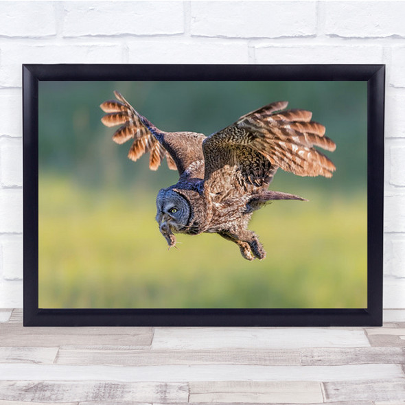 Great Grey Owl Bird Nature Wildlife Wall Art Print